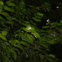 Mouriri guianensis Aubl.